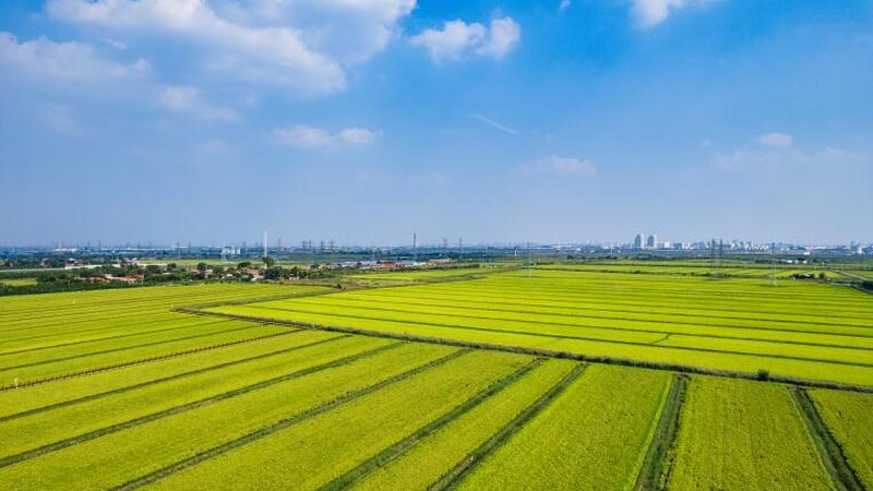 农资批发厂家直销平台：揭秘其背后的供应链优势**
