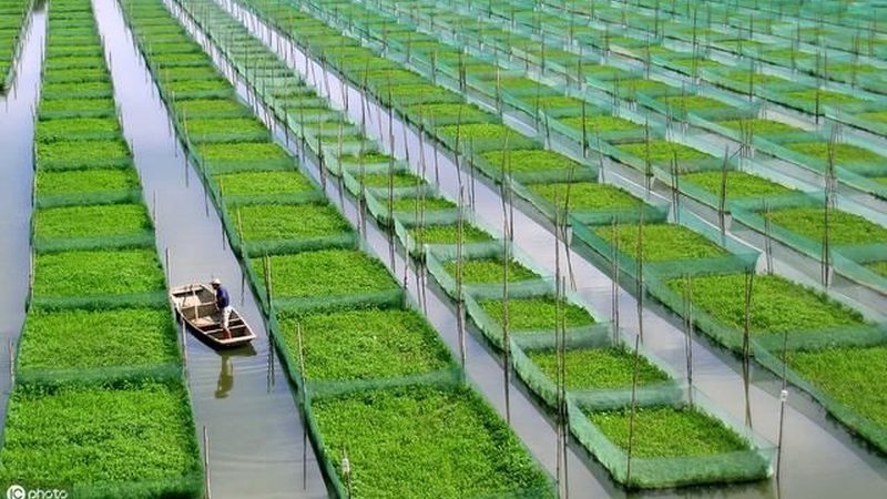 水果种植合作社投资回报周期解析