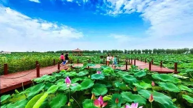 蔬菜种植周期光照要求：关键因素与优化策略