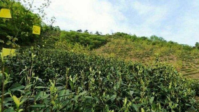 有机种植大棚：规格参数揭秘，助力绿色农业发展**