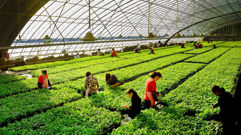 合作社注销公告去哪查？官网操作流程与常见误区