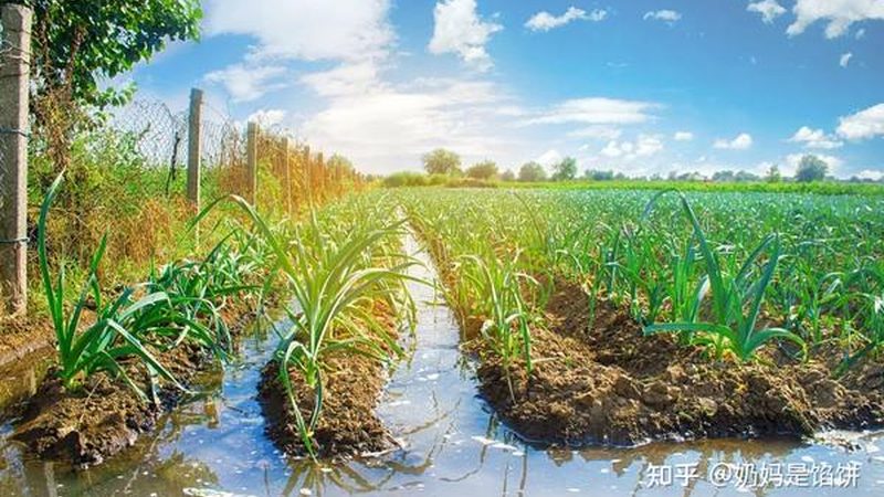 粮食种植补贴政策文件号揭秘：了解补贴背后的秘密